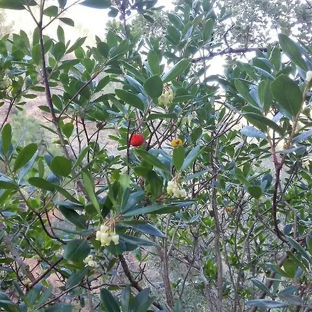 Casa Alva カントリーハウス アルジェズール