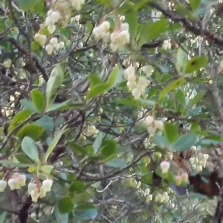 カントリーハウス Casa Alva *