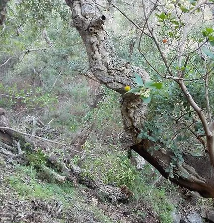 Kır Evi Casa Alva *